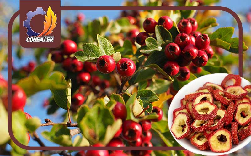 روش‌ های خشک کردن زالزالک