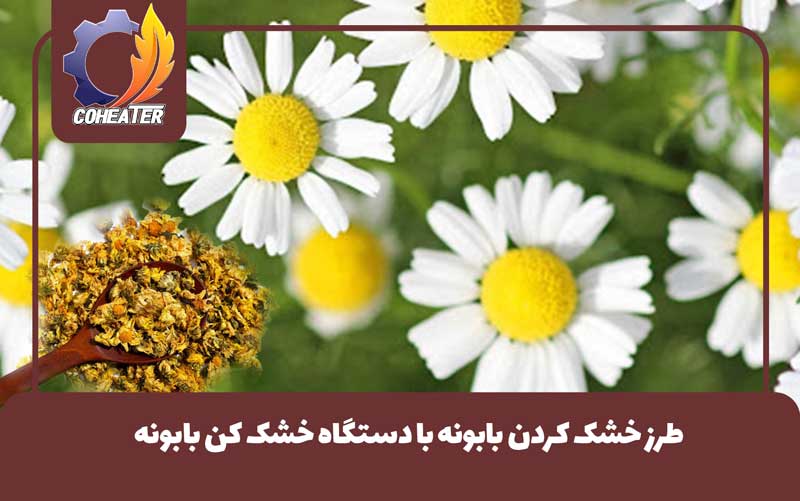 طرز خشک کردن بابونه با دستگاه خشک کن بابونه,روش های خشک کردن بابونه